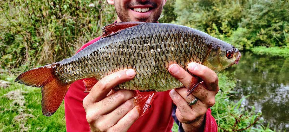 Colin's specimen roach